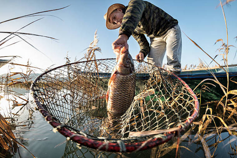 5 Carp Fishing Tips For Beginners