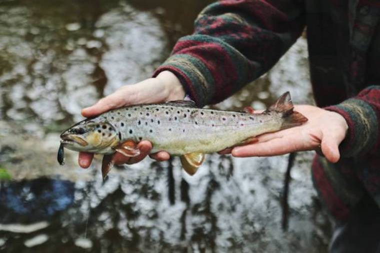 Fishing Tips and Tricks to Catch Beautiful Trout