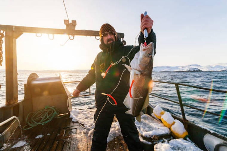 Cod Fishing – Some Basic But Important Tips