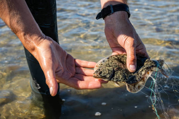 How to Catch Flounder